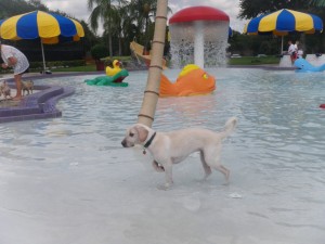 water dog park photo pet travel tuesday