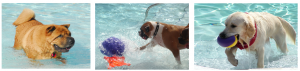 dog water park pet travel tuesday