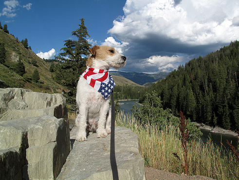 Patriotic Sawyer the Wander Dog