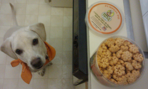 daisy waiting for paws in the pie treats