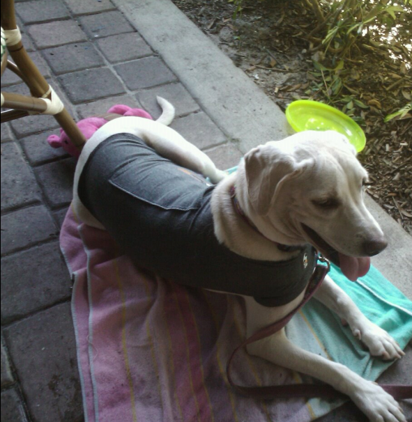 Daisy out to lunch in her Thundershirt