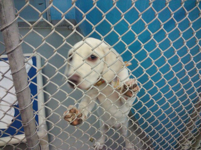 Daisy at Humane Society Shelter