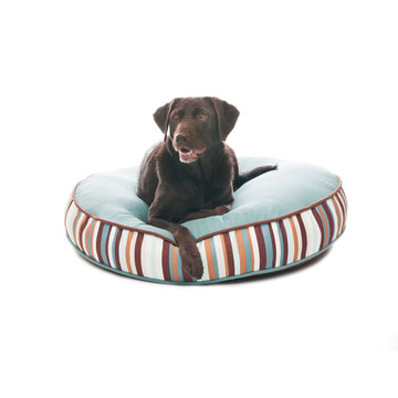 designer dog beds on sale at Fab.com