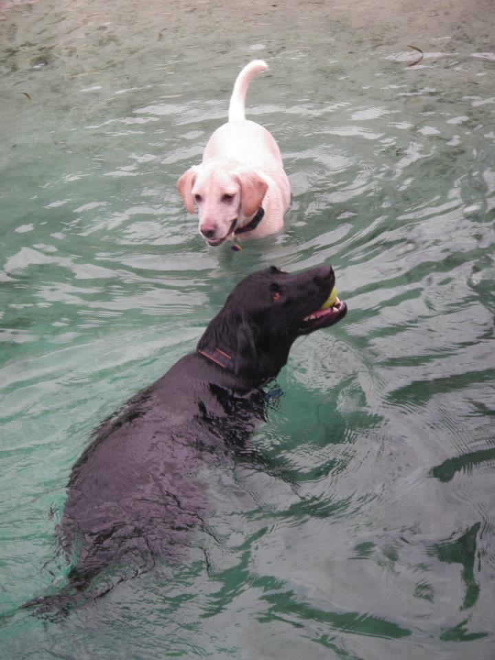 Fin and Daisy at dog lake