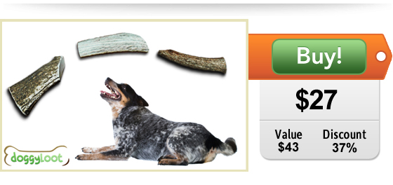 DoggyLoot deal for dogs elk antlers