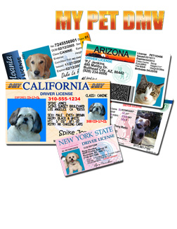 pet driver's license deal