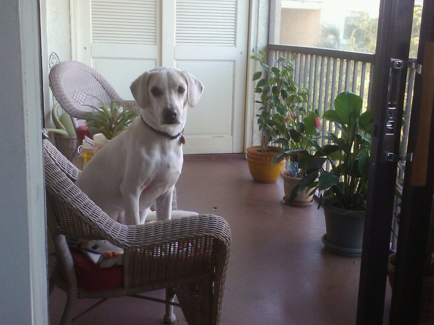 Daisy on the patio