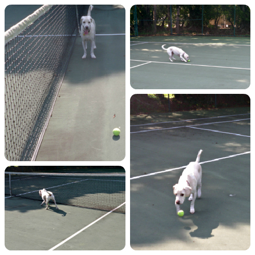 Daisy Tennis 