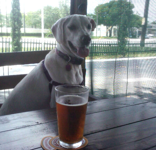 Daisy at the bar