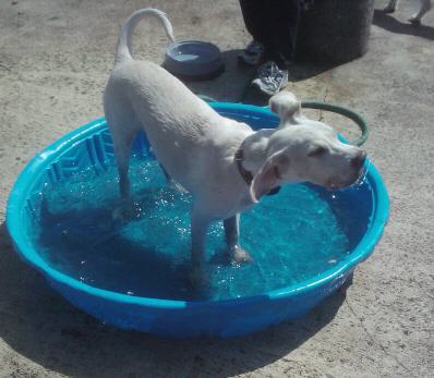 Daisy kiddie pool at dog park