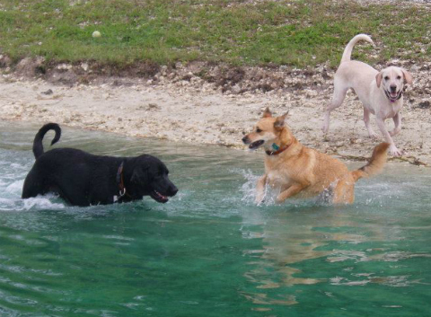 Daisy and pals at the Dog Lake