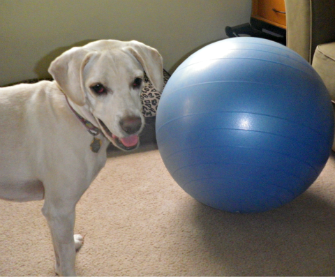 Daisy fitness ball