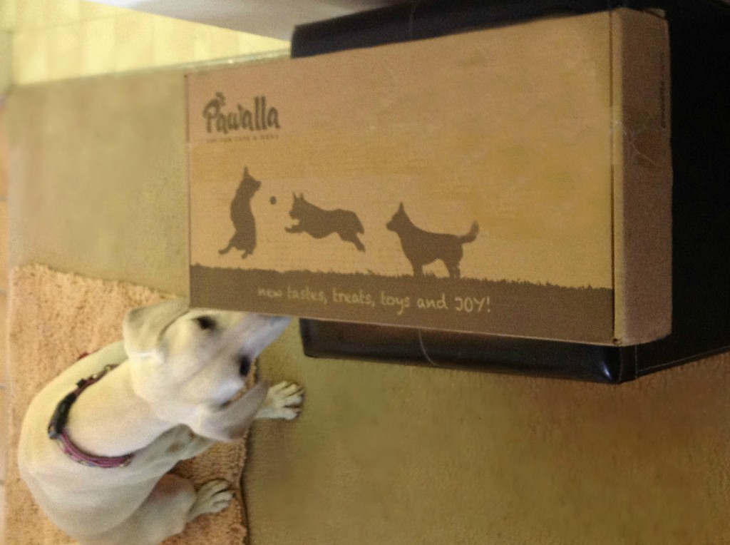 Daisy Exploring her Pawalla Box
