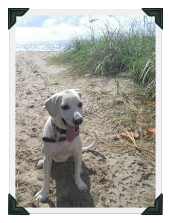 white lab puppy at the beach, sand and ocean, walgreen's photo deal