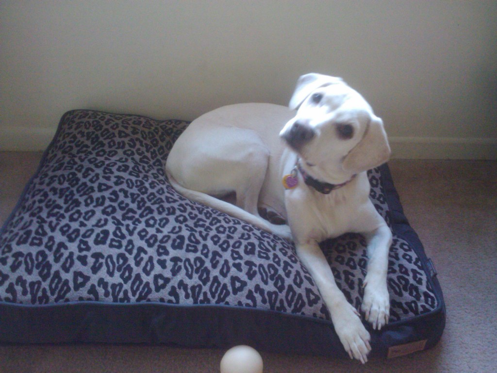 cute white lab puppy on her dog bed, P.L.A.Y. Dog Bed