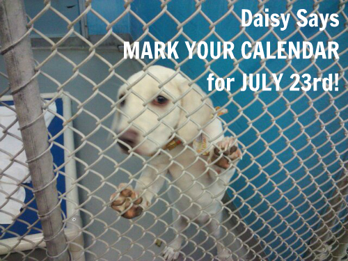 Daisy shelter pic