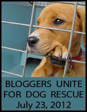 Bloggers Unite for Dog Rescue