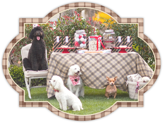nutro dog food, dog party, picnic table, dogs, party, dog food