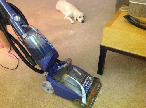 hoover carpet cleaner, max extract, dog carpet, carpet, dog