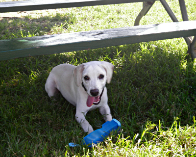 white lab, cute dog, dog picnic, picnic bench, national picnic month