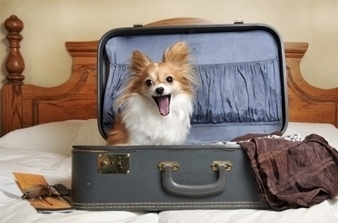 cute photo of dog in suitcase, dog vacay, dog boarding