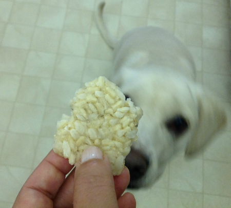 frozen brown rice treats for Dogs, dog treat recipe