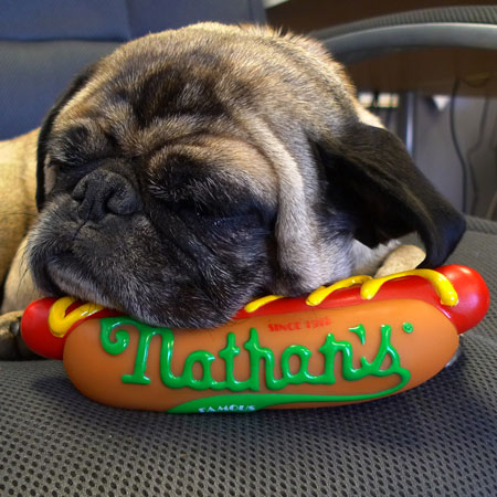 nathan's hot dog, dog toy, squeaky toy, dogs