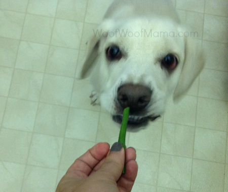 Daisy crazy for green beans
