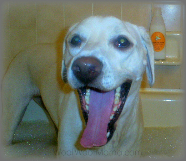 Daisy bath time with HappyTails