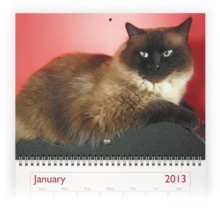 cat photo calendar