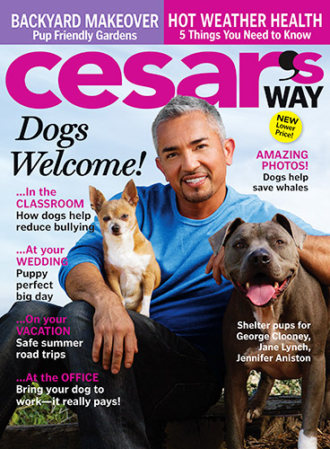 cesars way, magazine deals, pet magazines, dogs, pet deals
