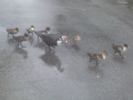 rainy ducks