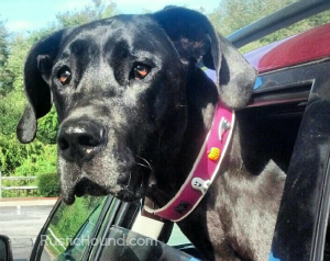 rustic hound, black dog, cute collar, dog collar, car trip, dog car