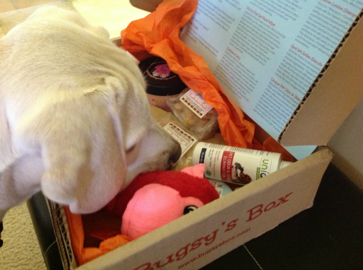 Bugsy's Box mystery box subscription for dogs
