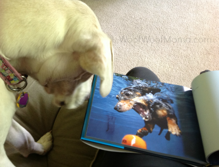 Daisy Underwater Dog Book
