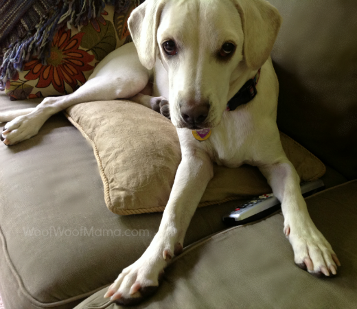 Daisy remote control, dog on sofa