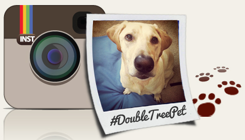 Doubletree Instagram Pet Photo Contest