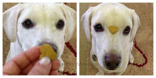 daisy dog doing tricks for Newman's own organic dog treats