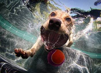 Underwater Dog with ball