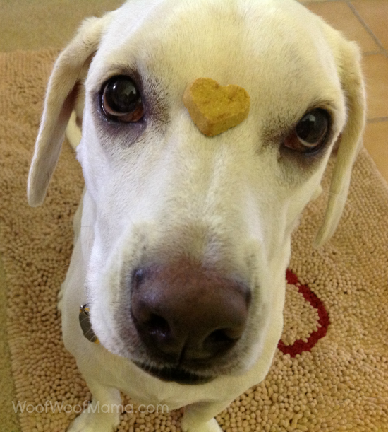 daisy dog balancing heart shaped cookie on her face
