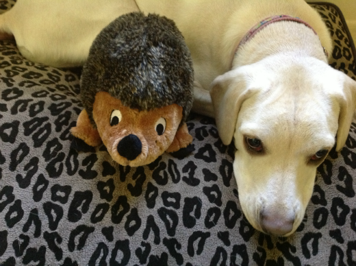 daisy the dog with her hedgehog dog toy