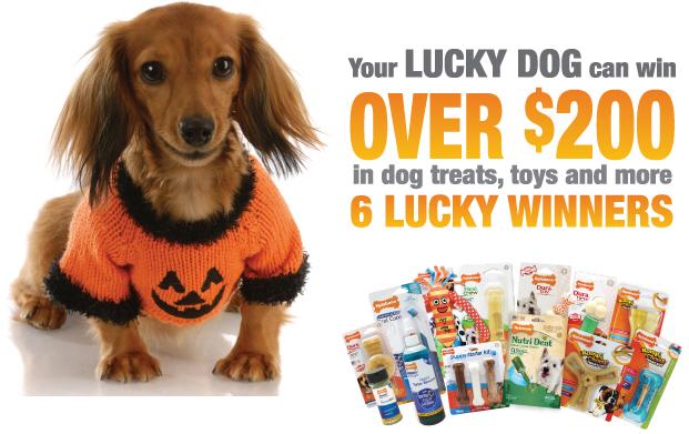 win nylabone dog toys and treats