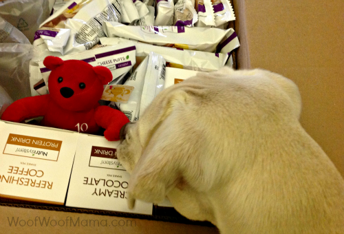 Daisy dog checking out our Nutrisystem food deliver and bear