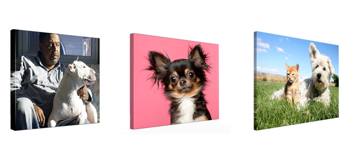 photo canvas dogs