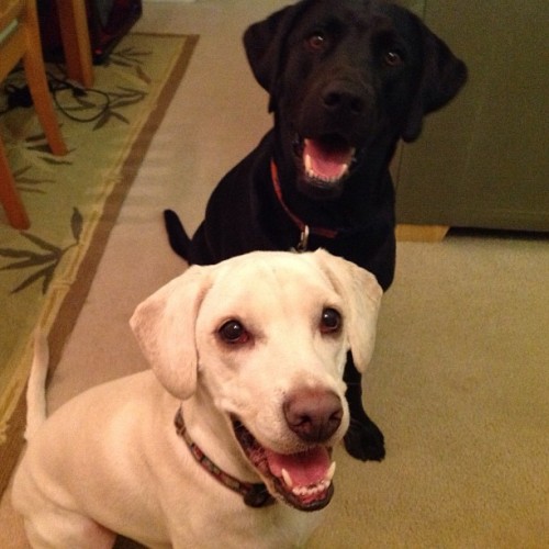 Daisy and her pal Fin are two happy dogs!