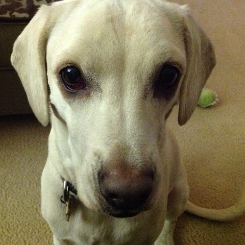 Daisy begging for popcorn, cute dog photo
