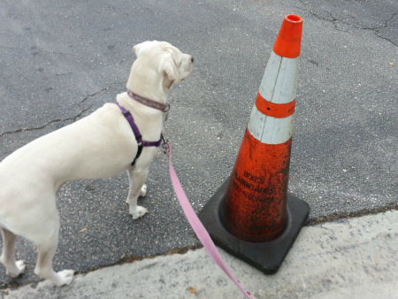 Daisy checking out the traffic pylons