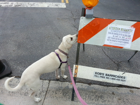 dog and traffice barricade