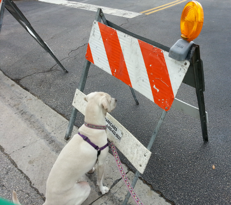 funny dog pic of barracade road work