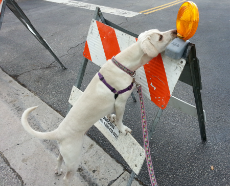 road work dog photo